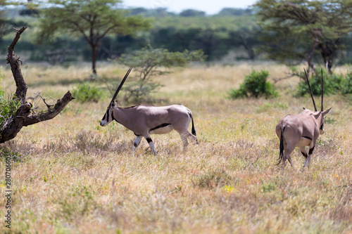 An Oryx family stands in the pasture surrounded by green grass and shrubs