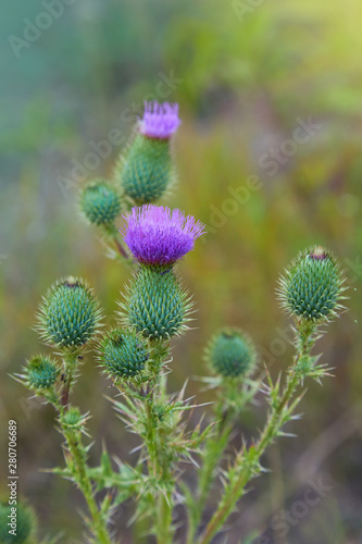 Cirsium vulgare, Spear thistle, Bull thistle, Common thistle, short lived thistle plant with spine tipped winged stems and leaves, pink purple flower heads