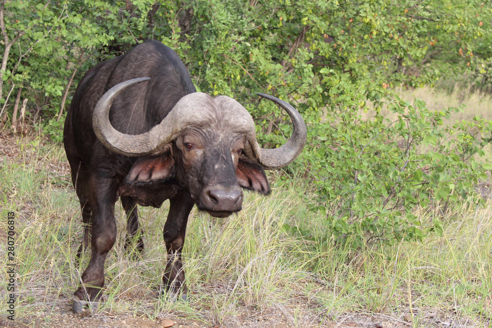 Kaffernbüffel / Buffalo / Syncerus caffer Kaffernbüffel / Buffalo / Syncerus caffer