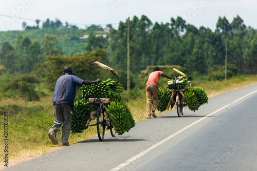 Transporting bananas with a bicycle in Uganda photo