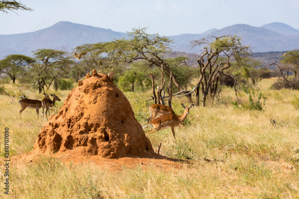 Fotografia A large anthill behind which Gerenuk's hide