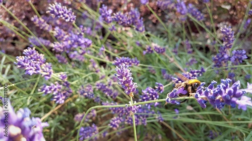 Bee perched on a lavender flower