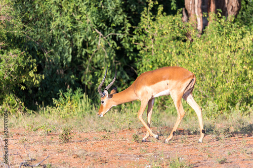 Impala gazelles grazed in the savannah of Kenya