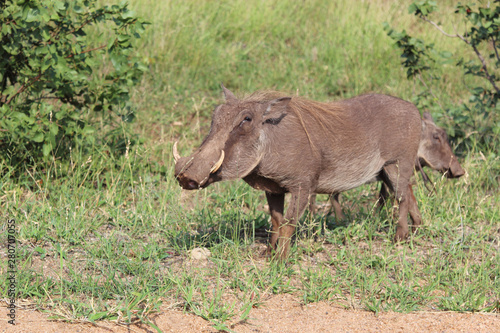 Warzenschwein   Warthog   Phacochoerus africanus