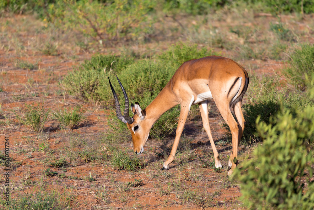 Fototapeta premium Impala gazelles grazed in the savannah of Kenya