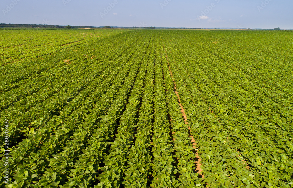 Top view of soybean field