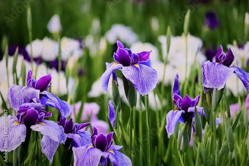 紫色の花菖蒲