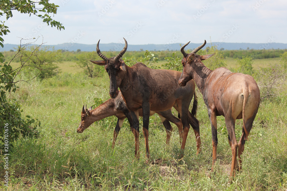 Fototapeta premium Leierantilope oder Halbmondantilope / Common Tsessebe / Damaliscus lunatus.