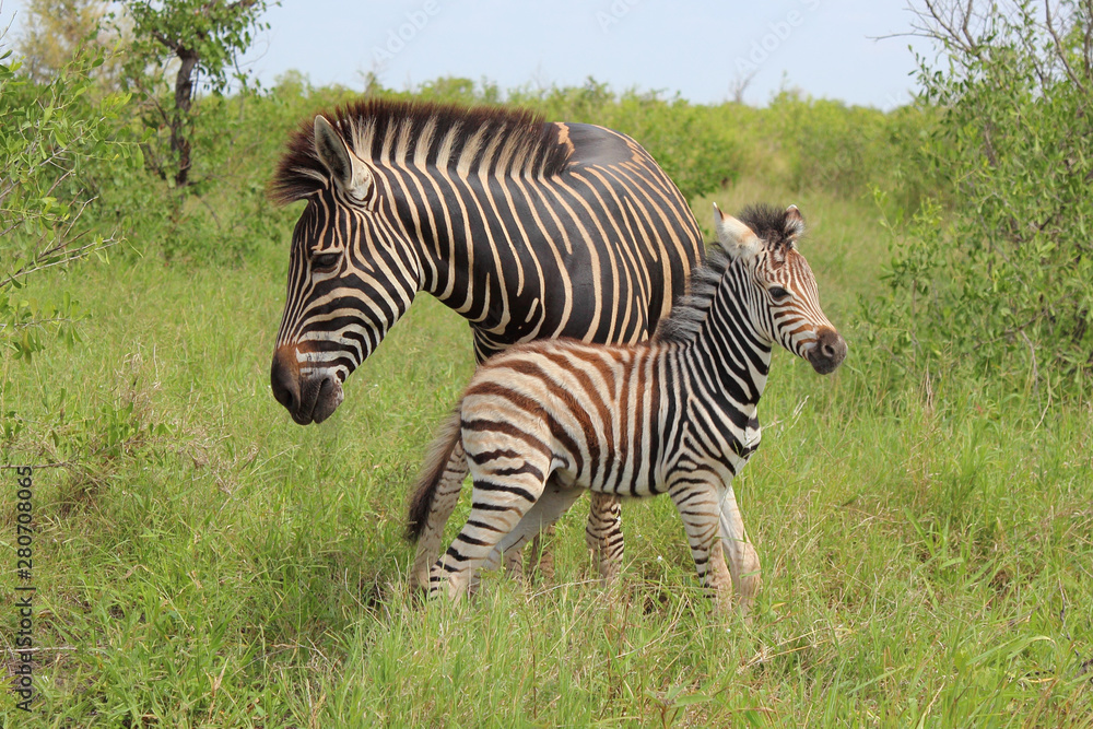 Fotografie Steppenzebra / Burchell's Zebra / Equus burchellii...