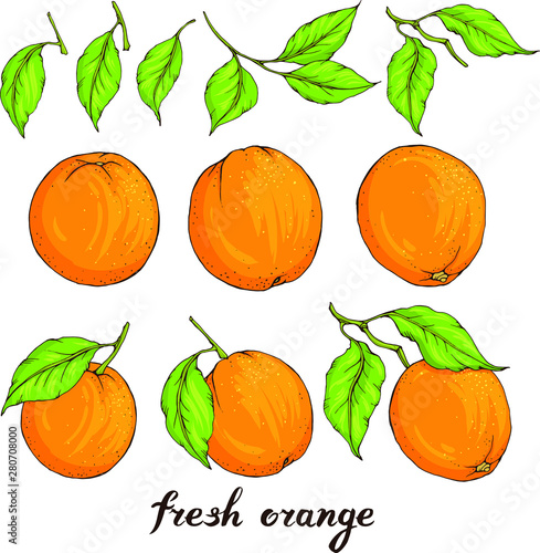 Vector hand drawn fresh oranges fruits and green leaves