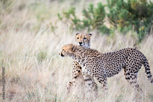 Two cheetahs clean each other's fur in the tall grass