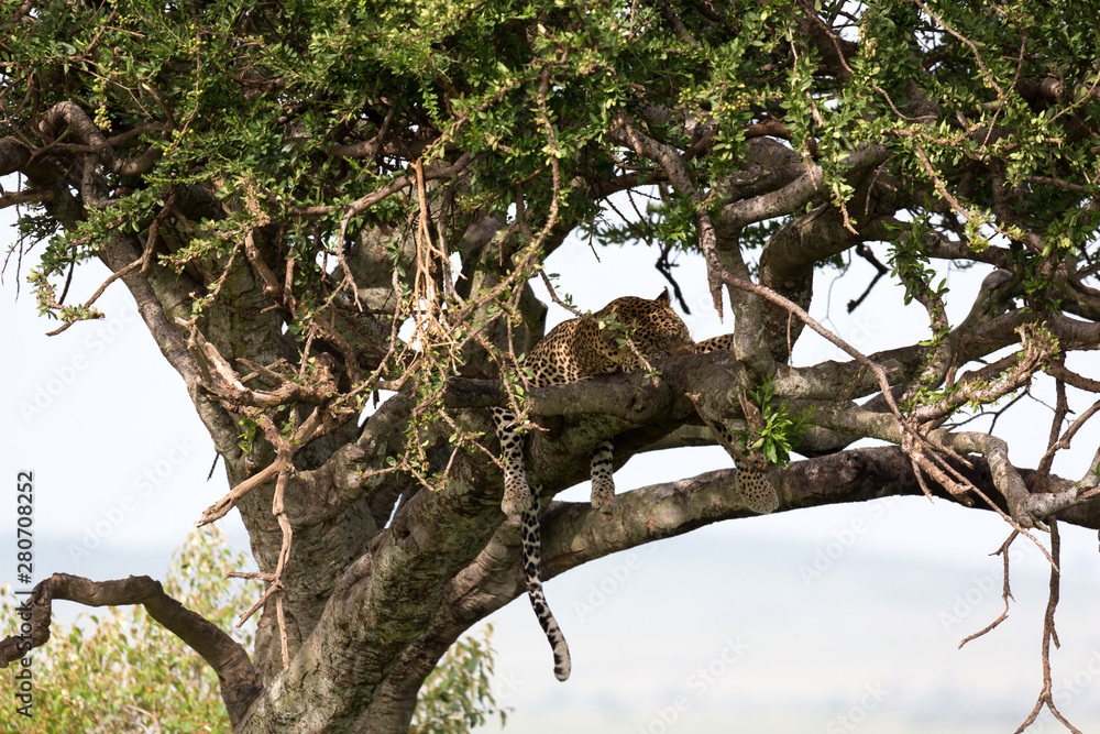 Fototapeta premium A leopard has settled comfortably between the branches of a tree to rest