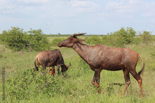 Fototapeta Naklejka Na Ścianę i Meble -  Leierantilope oder Halbmondantilope / Common Tsessebe / Damaliscus lunatus