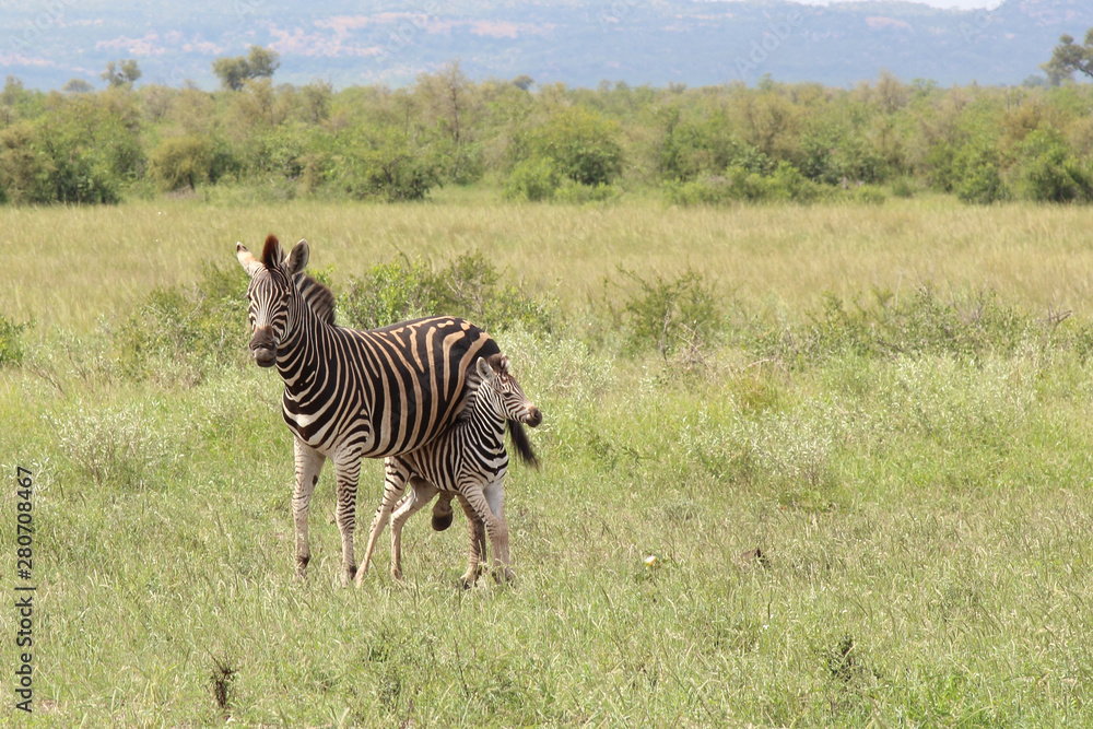 Naklejka premium Steppenzebra / Burchell's Zebra / Equus burchellii...