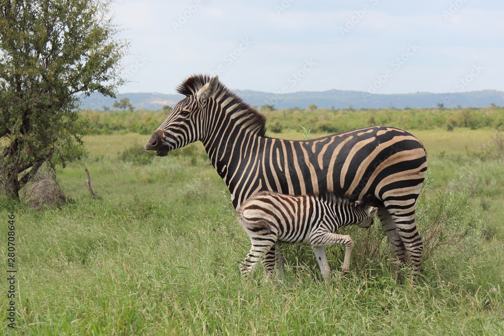 Fototapeta premium Steppenzebra / Burchell's Zebra / Equus burchellii...