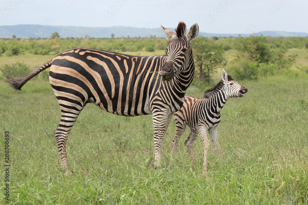 Obraz premium Steppenzebra / Burchell's Zebra / Equus burchellii...