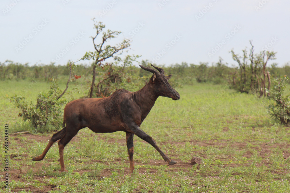 Leierantilope oder Halbmondantilope / Common Tsessebe / Damaliscus lunatus. Leierantilope oder Halbmondantilope / Common Tsessebe / Damaliscus lunatus.