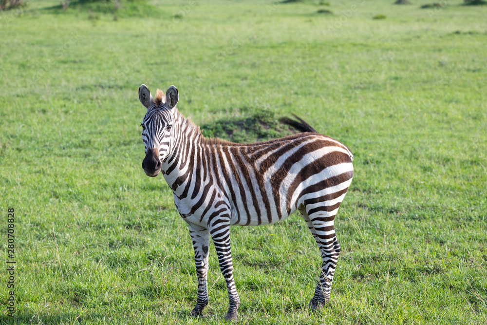 Naklejka premium A little zebra in the savannah of Kenya