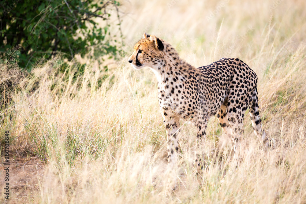 A cheetah walks in the high grass of the savannah looking for something to eat A cheetah walks in the high grass of the savannah looking for something to eat