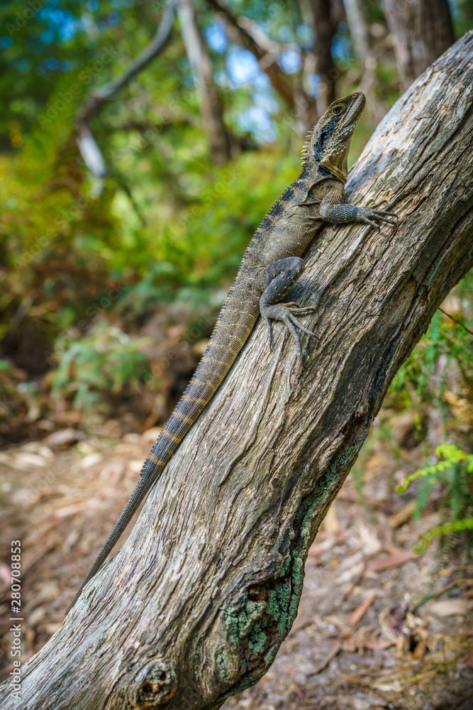 Eastern Water Dragon in the blue mountains, australia