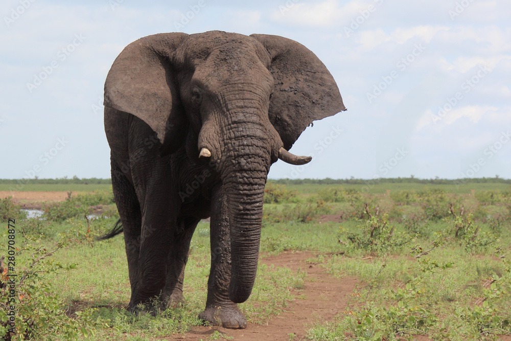 Fototapeta premium Afrikanischer Elefant / African elephant / Loxodonta africana
