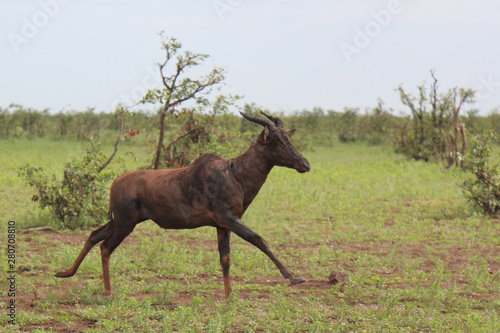 Leierantilope oder Halbmondantilope / Common Tsessebe / Damaliscus lunatus. © Ludwig