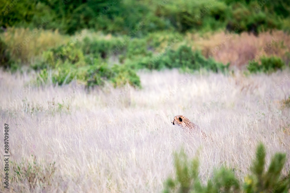 A cheetah in the tall grass lurks for its prey