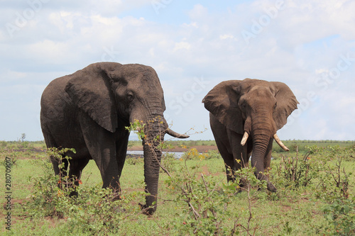 Afrikanischer Elefant / African elephant / Loxodonta africana