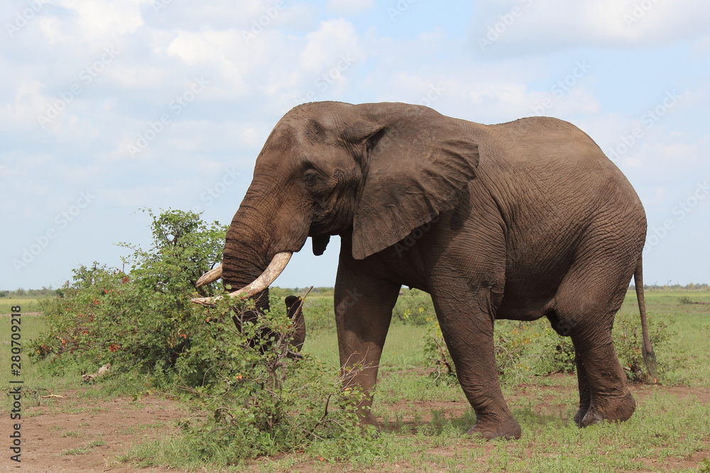 Obraz premium Afrikanischer Elefant / African elephant / Loxodonta africana
