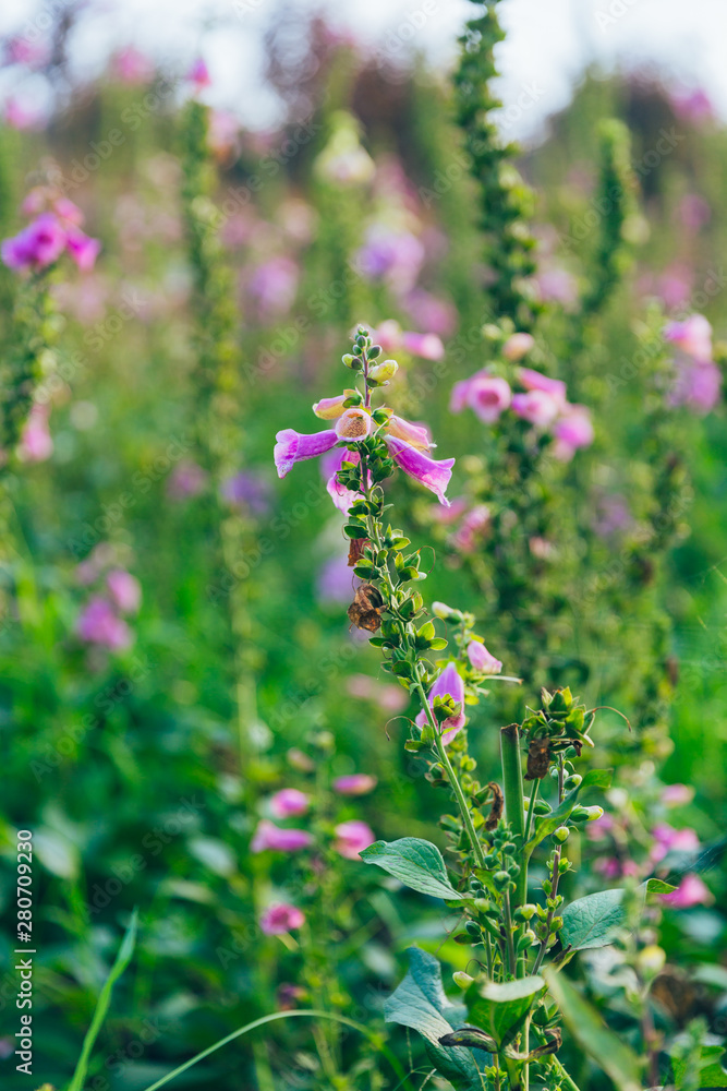 Outdoor blooming pink and purple foxglove flowers,Digitalis purpurea L Outdoor blooming pink and purple foxglove flowers,Digitalis purpurea L