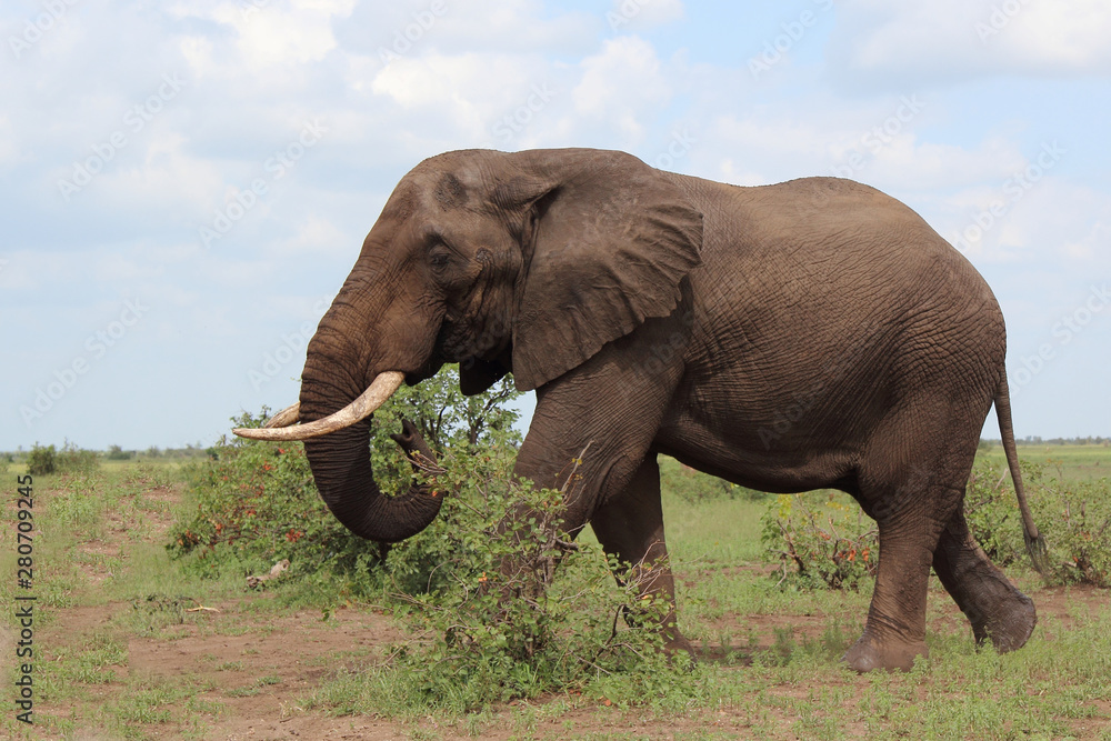 Obraz premium Afrikanischer Elefant / African elephant / Loxodonta africana