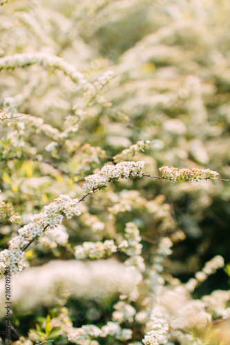 white flowers spring and sunlight © Наталья Тарханова