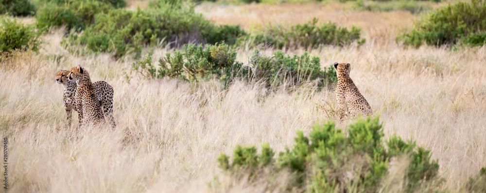 Fototapeta premium Some cheetahs are running in the savannah in the tall grass