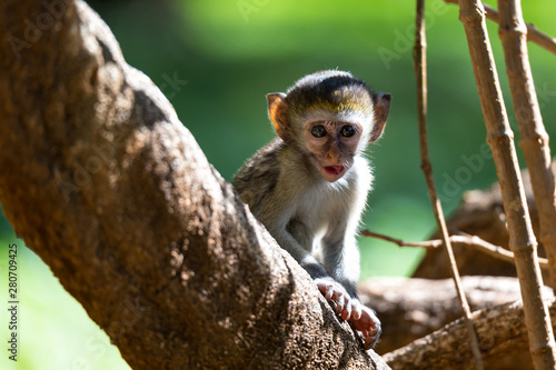 A little monkey sits and looks very curious © 25ehaag6