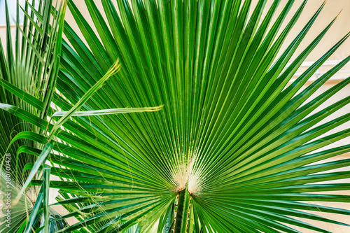 Beautiful lush palm branch. Wide corrugated sheet. Close-up.