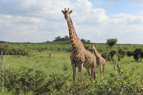 Giraffe   Giraffe   Giraffa Camelopardalis