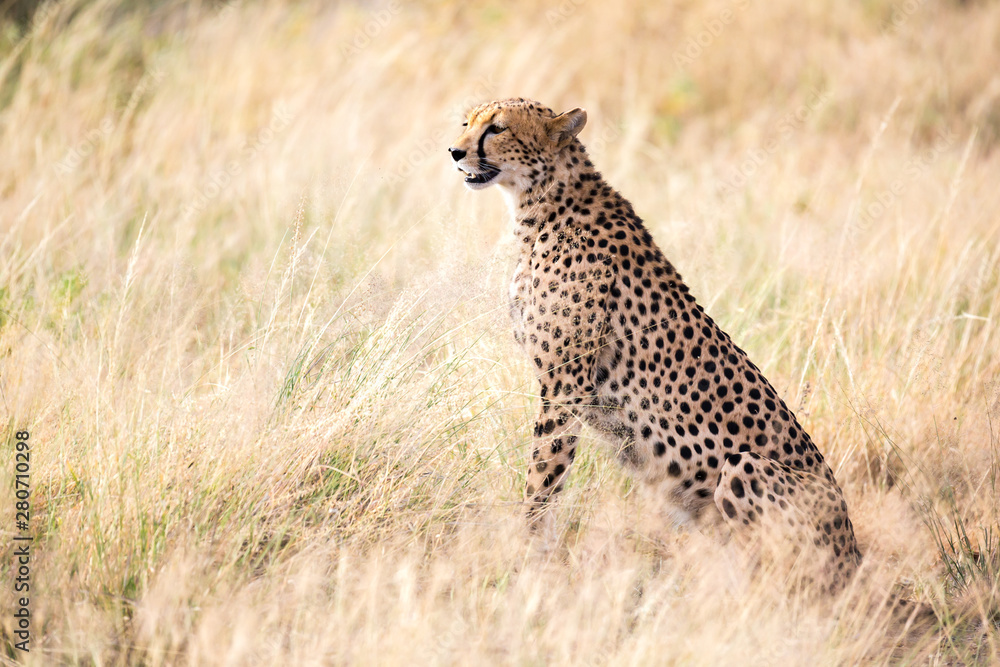 A cheetah sits in the savannah looking for prey A cheetah sits in the savannah looking for prey