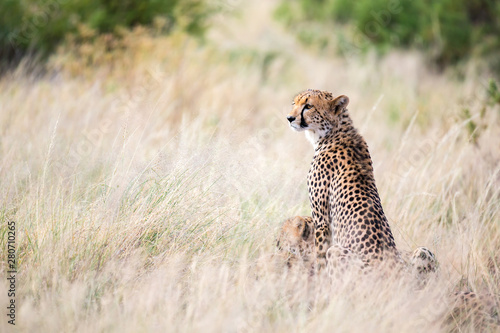 A cheetah sits in the savannah looking for prey