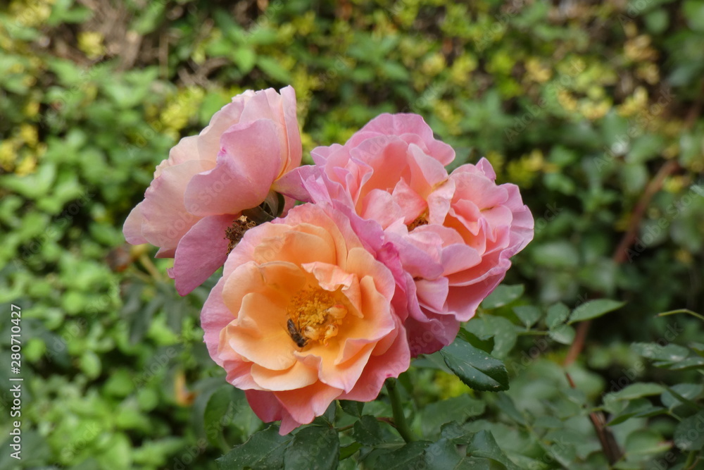 Fototapeta premium Roses
