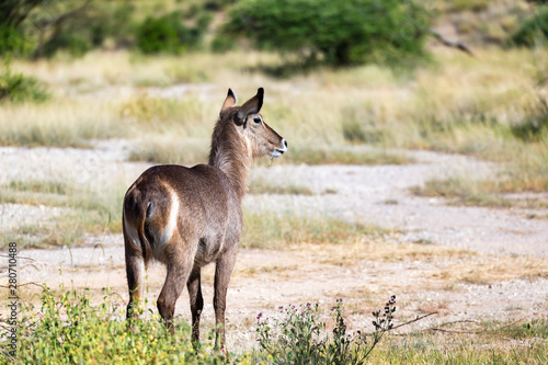 A waterbuck is looking for something in the savannah