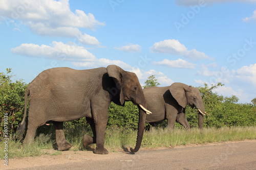 Afrikanischer Elefant / African elephant / Loxodonta africana