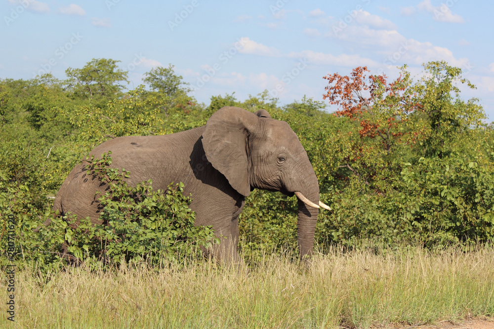Fototapeta premium Afrikanischer Elefant / African elephant / Loxodonta africana