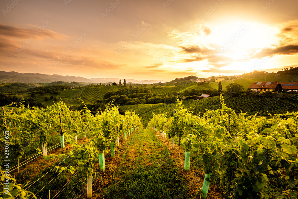Vineyards in Slovenia close to the border with Austria south styria.