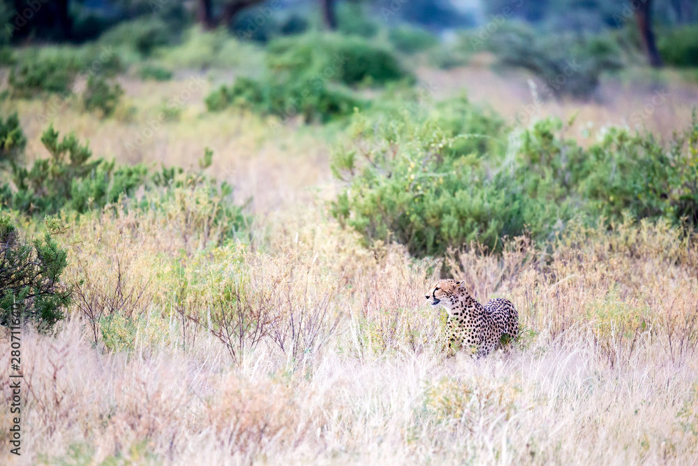 A cheetah in the tall grass lurks for its prey A cheetah in the tall grass lurks for its prey