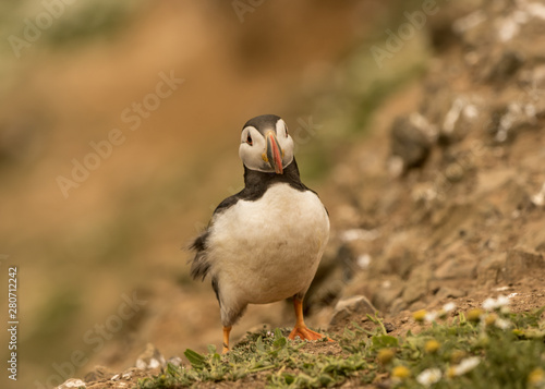 Wallpaper Mural Atlantic puffin Torontodigital.ca