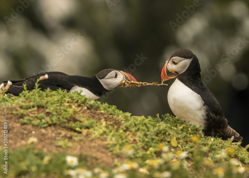 Puffins squabbling over a fern photo