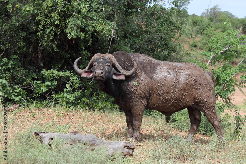 Kaffernbüffel / Buffalo / Syncerus caffer Kaffernbüffel / Buffalo / Syncerus caffer