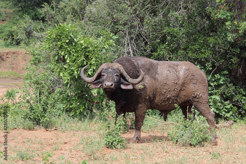 Obraz premium Kaffernbüffel / Buffalo / Syncerus caffer
