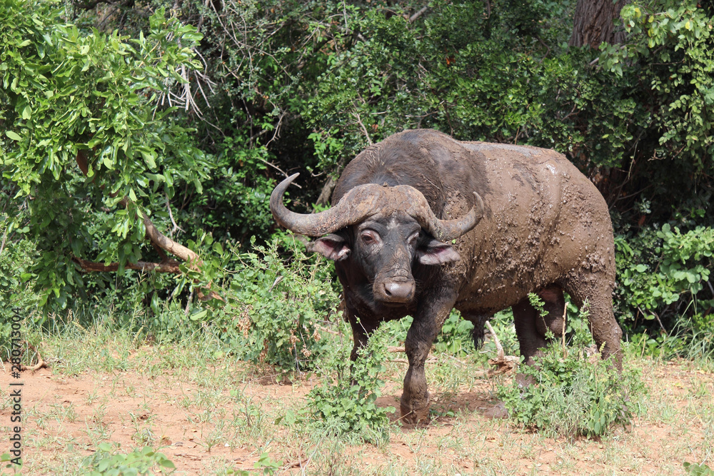 Obraz premium Kaffernbüffel / Buffalo / Syncerus caffer