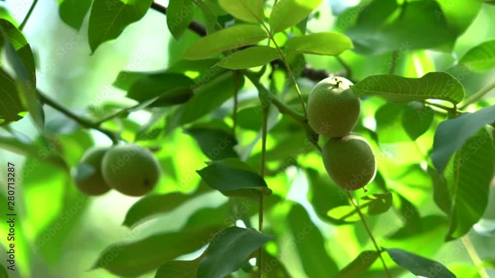Chandler Walnut - Walnut Tree - Walnut Branch Chandler Walnut - Walnut Tree - Walnut Branch